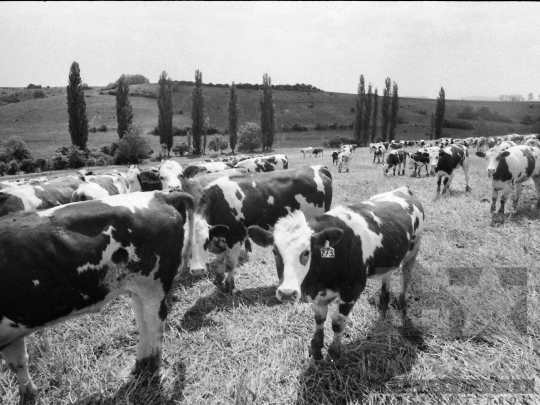 THM-BJ-03879 - Aparhant, South Hungary, 1980