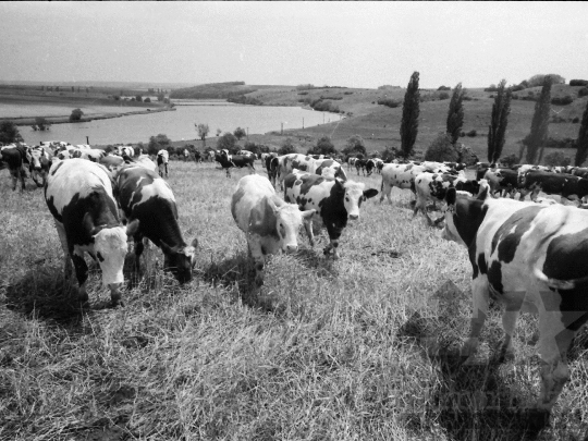 THM-BJ-03880 - Aparhant, South Hungary, 1980