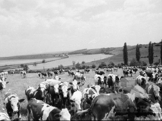 THM-BJ-03881 - Aparhant, South Hungary, 1980