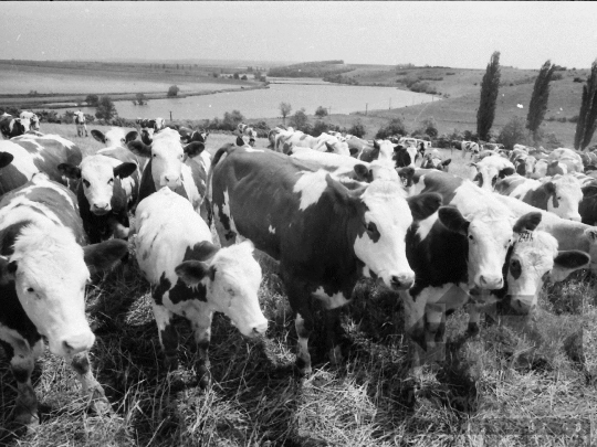 THM-BJ-03882 - Aparhant, South Hungary, 1980