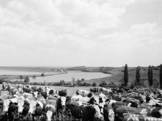 THM-BJ-03883 - Aparhant, South Hungary, 1980