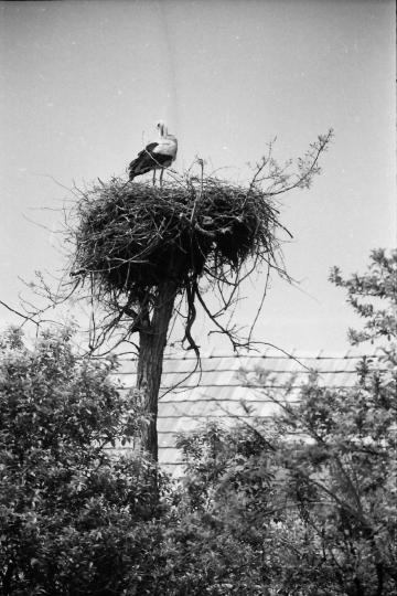 THM-BJ-03895 - Belecska, South Hungary, 1980