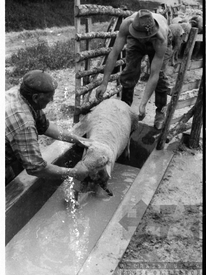 THM-BJ-03914 - Mőcsény, South Hungary, 1980