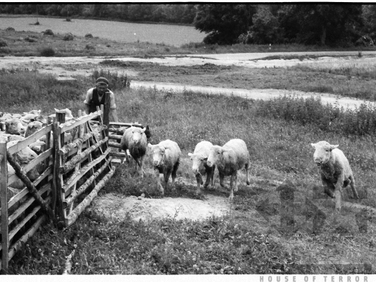 THM-BJ-03915 - Mőcsény, South Hungary, 1980