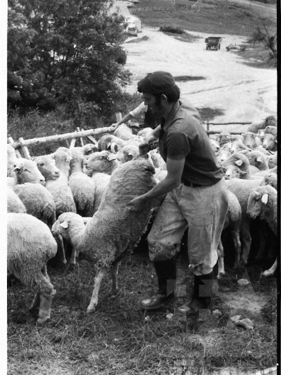 THM-BJ-03918 - Mőcsény, South Hungary, 1980