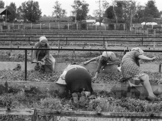 THM-BJ-04014 - Kocsola, South Hungary, 1980