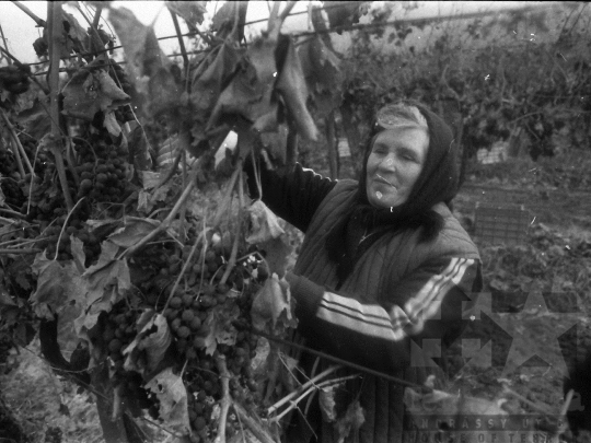 THM-BJ-04345 - Szekszárd, South Hungary, 1982