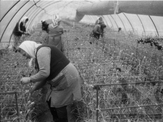 THM-BJ-04368 - Tolnanémedi, South Hungary, 1982