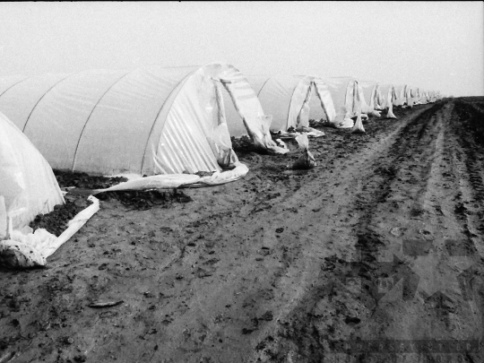 THM-BJ-04560 - Mözs, South Hungary, 1985