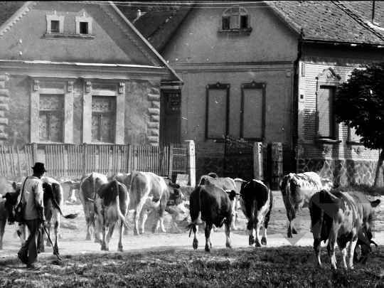 THM-BJ-04679 - Nagyszékely, South Hungary, 1988