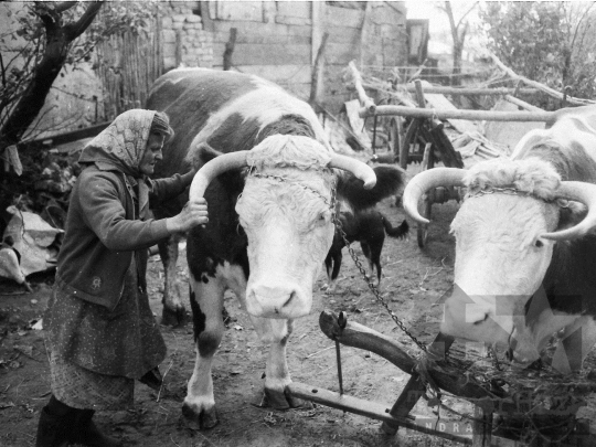 THM-BJ-04903 - Kajdacs, South Hungary, 1976 