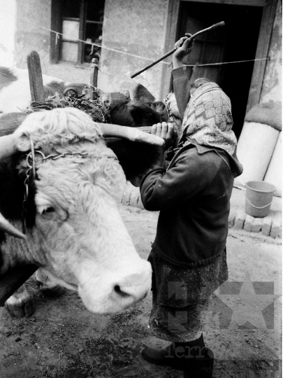 THM-BJ-04905 - Kajdacs, South Hungary, 1976 