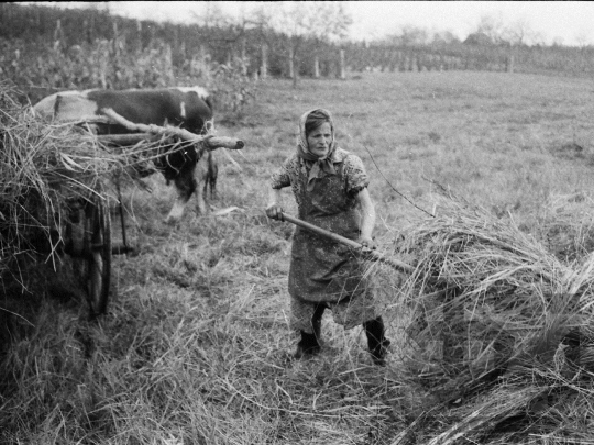 THM-BJ-04929 - Kajdacs, South Hungary, 1976 