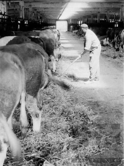 THM-BJ-05020 - Zomba, South Hungary, 1976 