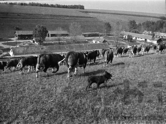 THM-BJ-05205 - Kisdorog, South Hungary, 1978