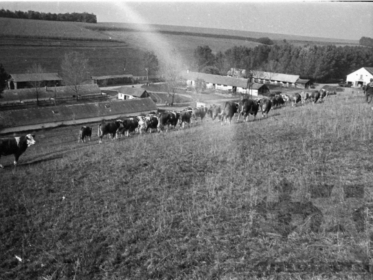 THM-BJ-05206 - Kisdorog, South Hungary, 1978