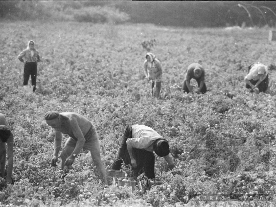 THM-BJ-05271 - Mözs, South Hungary, 1978 