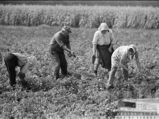 THM-BJ-05272 - Mözs, South Hungary, 1978 