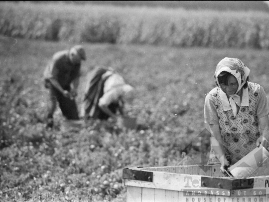 THM-BJ-05273 - Mözs, South Hungary, 1978 