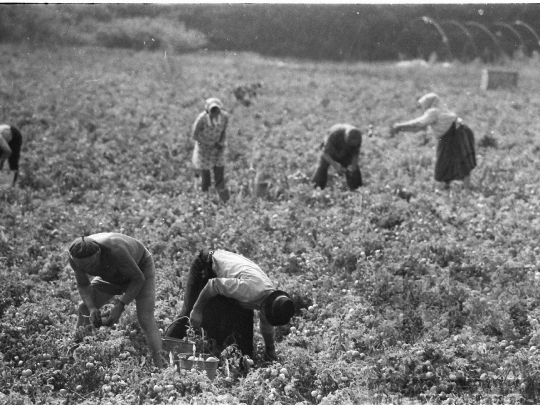 THM-BJ-05274 - Mözs, South Hungary, 1978 