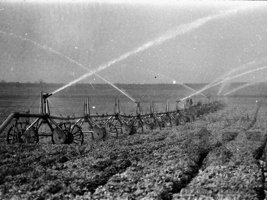 THM-BJ-05276 - Mözs, South Hungary, 1978