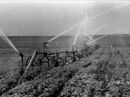 THM-BJ-05277 - Mözs, South Hungary, 1978 