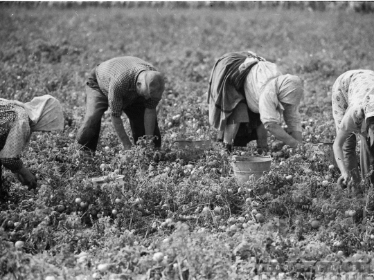 THM-BJ-05280 - Mözs, South Hungary, 1978 