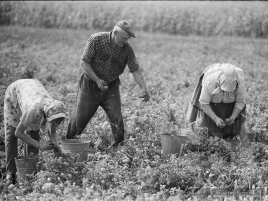 THM-BJ-05281 - Mözs, South Hungary, 1978 