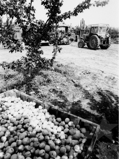 THM-BJ-05515 - Báta, South Hungary, 1983 