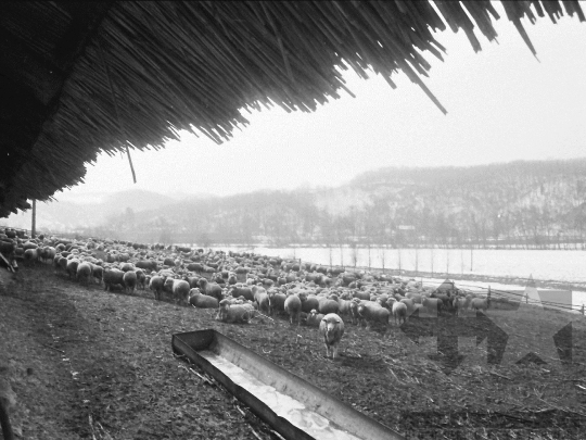 THM-BJ-05659 - Mórágy, South Hungary, 1985