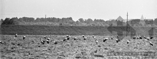 THM-BJ-05966 - Bölcske, South Hungary, 1965 