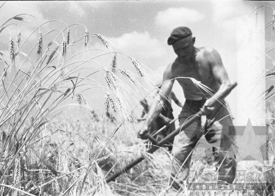 THM-BJ-05975 - Bölcske, South Hungary, 1965 