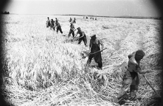 THM-BJ-05977 - Bölcske, South Hungary, 1965 