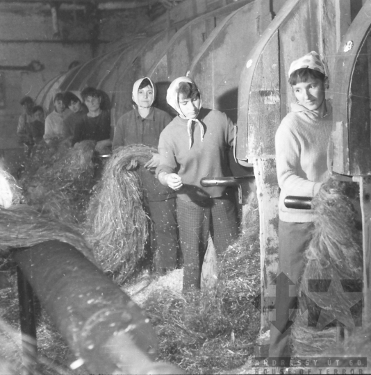 THM-BJ-06008 - Furkópuszta, South Hungary, 1966 