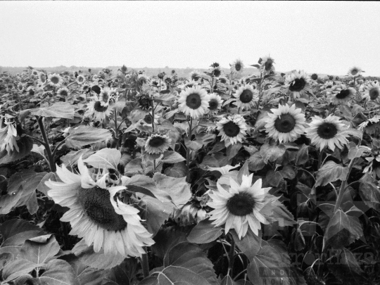 THM-BJ-06409 - Dalmand, South Hungary, 1983