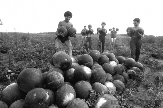 THM-BJ-06556 - Kajdacs, South Hungary, 1985