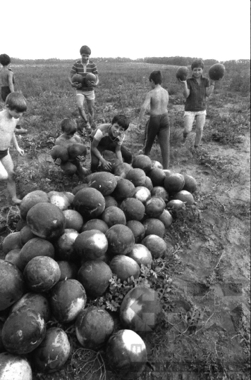 THM-BJ-06558 - Kajdacs, South Hungary, 1985