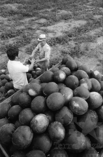 THM-BJ-06559 - Kajdacs, South Hungary, 1985