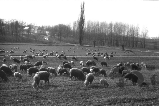 THM-BJ-06642 - Regöly, South Hungary, 1985