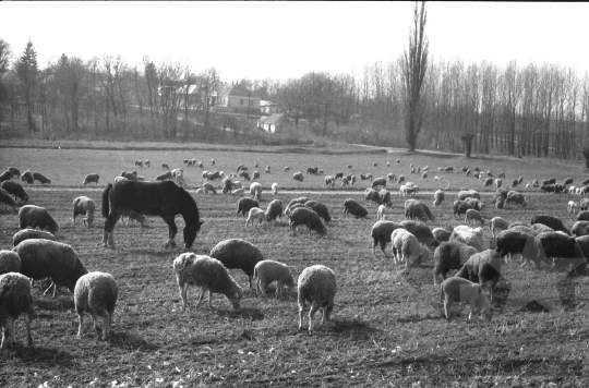 THM-BJ-06644 - Regöly, South Hungary, 1985