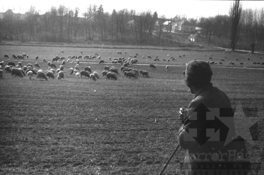 THM-BJ-06645 - Regöly, South Hungary, 1985