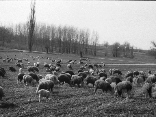 THM-BJ-06648 - Regöly, South Hungary, 1985