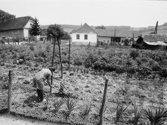 THM-BJ-06824 - Zsibrik, South Hungary, 1985