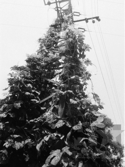 THM-BJ-06836 - Zsibrik, South Hungary, 1985