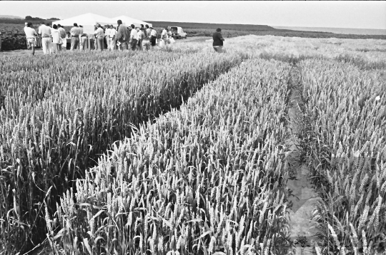 THM-BJ-07048 - Szekszárd, South Hungary, 1988 