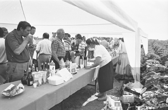 THM-BJ-07051 - Szekszárd, South Hungary, 1988 