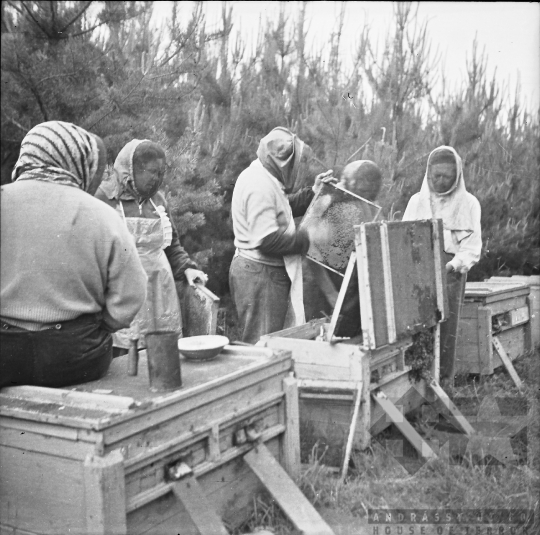 THM-BJ-08195 - Szekszárd-Sötétvölgy, South Hungary, 1960 