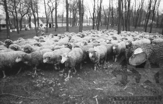 THM-BJ-08435 - Alsótengelic, South Hungary, 1965