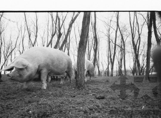 THM-BJ-08444 - Alsótengelic, South Hungary, 1965 