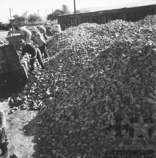 THM-BJ-08592 - Nagykónyi, South Hungary, 1968 